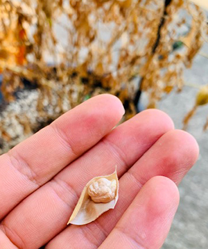 ひよこ豆の中身