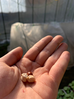 ひよこ豆種まき