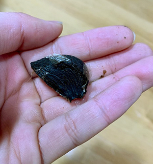 自家製黒ニンニク