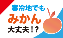 みかんを寒冷地で育てる