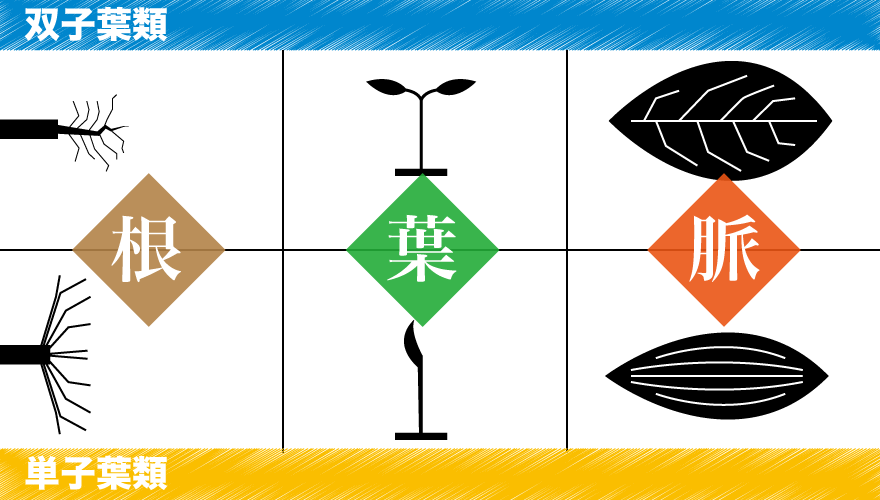 単子葉双子葉の根・葉