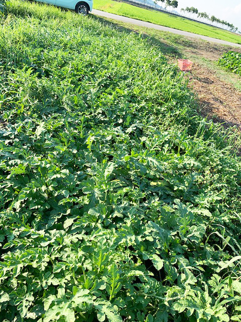 放任栽培の状況