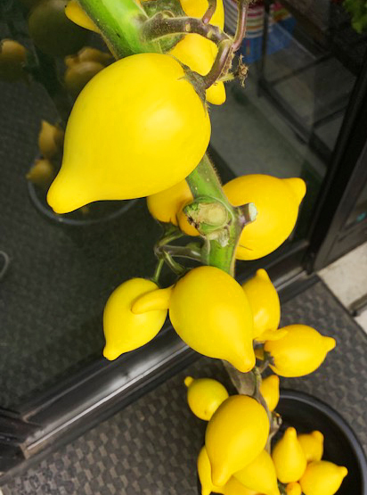 角ナスことフォックスフェイス