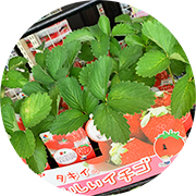 いちご苗